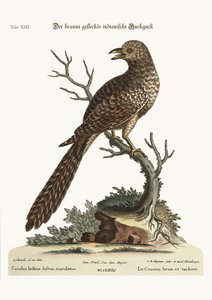 Den brune og flekkete indiske gjøken, 1749-73